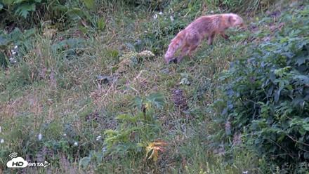 Kodiak Alaska Brown Bears Live Webcam - Aug 6, 2026, 7:51am AKDT