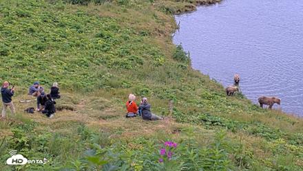 Kodiak Alaska Brown Bears Live Webcam - Aug 7, 2026, 3:34pm AKDT
