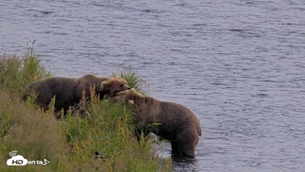 Kodiak Alaska Brown Bears Live Webcam - Aug 9, 2026, 4:31pm AKDT