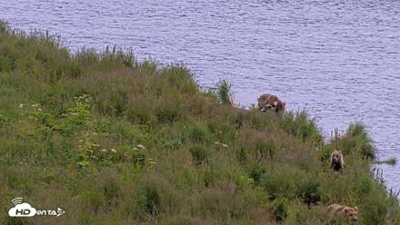 Kodiak Alaska Brown Bears Live Webcam - Aug 6, 2026, 6:16pm AKDT
