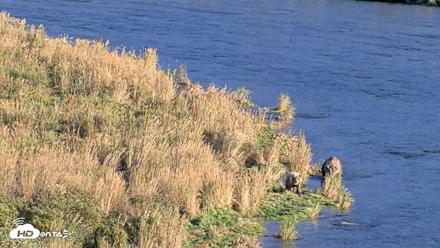 Kodiak Alaska Brown Bears Live Webcam - Oct 2, 2026, 5:50pm AKDT