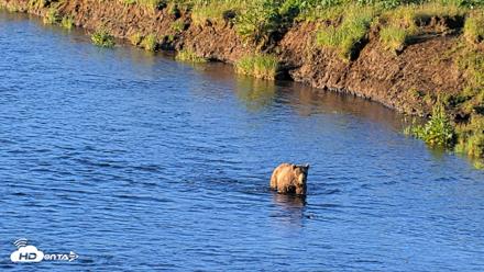 Kodiak Alaska Brown Bears Live Webcam - Jul 26, 2026, 7:32am AKDT