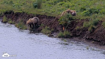 Kodiak Alaska Brown Bears Live Webcam - Aug 9, 2026, 12:21pm AKDT