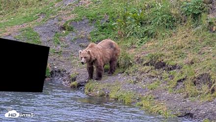 Kodiak Alaska Brown Bears Live Webcam - Aug 4, 2026, 8:54pm AKDT