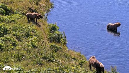Kodiak Alaska Brown Bears Live Webcam - Jul 30, 2026, 11:22am AKDT