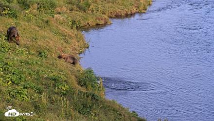 Kodiak Alaska Brown Bears Live Webcam - Aug 11, 2026, 8:06pm AKDT