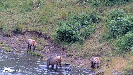 Kodiak Alaska Brown Bears Live Webcam - Aug 11, 2026, 4:46pm AKDT