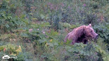 Kodiak Alaska Brown Bears Live Webcam - Aug 15, 2026, 6:48pm AKDT