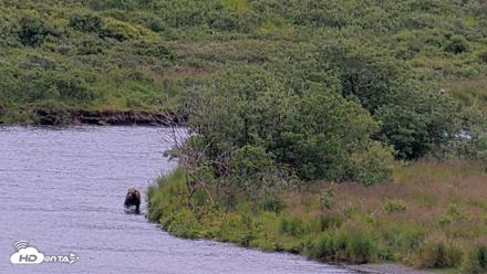 Kodiak Alaska Brown Bears Live Webcam - Aug 11, 2026, 12:05pm AKDT