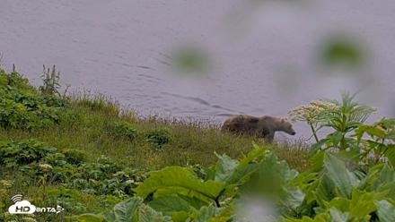 Kodiak Alaska Brown Bears Live Webcam - Jul 21, 2026, 6:31pm AKDT