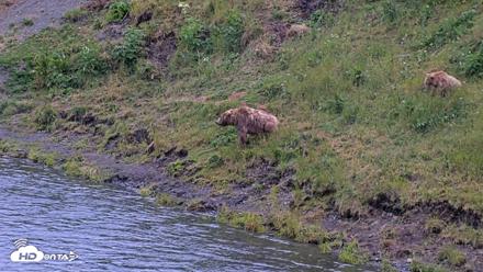 Kodiak Alaska Brown Bears Live Webcam - Aug 3, 2026, 9:39pm AKDT