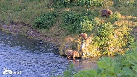 Kodiak Alaska Brown Bears Live Webcam - Aug 11, 2026, 8:46pm AKDT