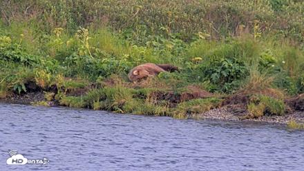 Kodiak Alaska Brown Bears Live Webcam - Aug 9, 2026, 8:13pm AKDT