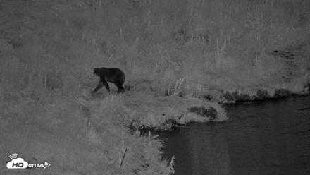 Kodiak Alaska Brown Bears Live Webcam - Aug 3, 2026, 11:00pm AKDT