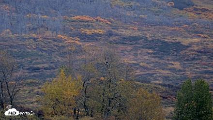 Kodiak Alaska Brown Bears Live Webcam - Oct 8, 2026, 8:52am AKDT
