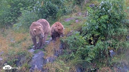 Kodiak Alaska Brown Bears Live Webcam - Aug 12, 2026, 1:25pm AKDT