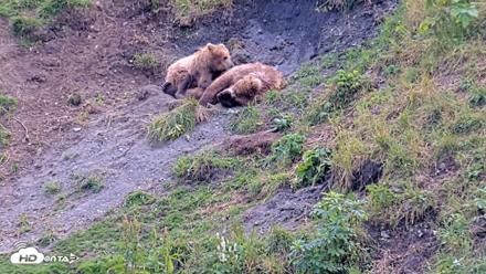Kodiak Alaska Brown Bears Live Webcam - Aug 9, 2026, 3:55pm AKDT