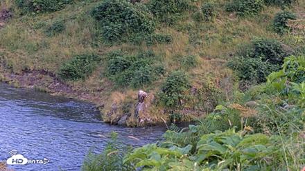 Kodiak Alaska Brown Bears Live Webcam - Aug 8, 2026, 9:47pm AKDT