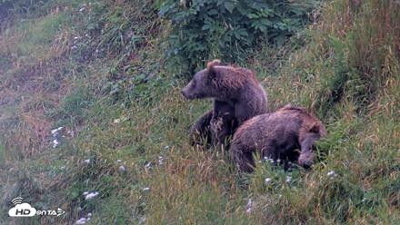 Kodiak Alaska Brown Bears Live Webcam - Aug 14, 2026, 11:18am AKDT