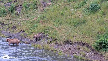 Kodiak Alaska Brown Bears Live Webcam - Aug 4, 2026, 9:11pm AKDT