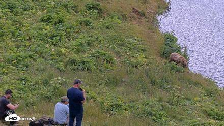 Kodiak Alaska Brown Bears Live Webcam - Aug 2, 2026, 12:27pm AKDT
