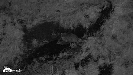 Kodiak Alaska Brown Bears Live Webcam - Jul 28, 2026, 1:08am AKDT