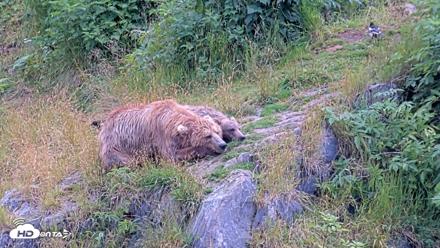 Kodiak Alaska Brown Bears Live Webcam - Aug 9, 2026, 5:04pm AKDT