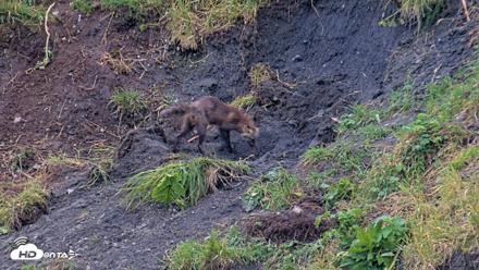 Kodiak Alaska Brown Bears Live Webcam - Aug 7, 2026, 8:06am AKDT