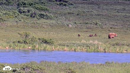 Kodiak Alaska Brown Bears Live Webcam - Jul 25, 2026, 6:59pm AKDT