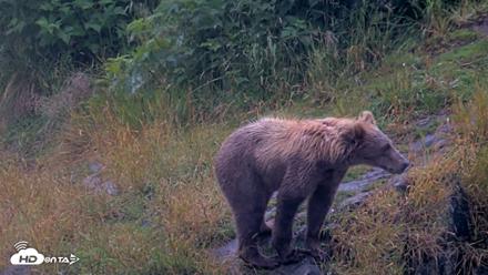 Kodiak Alaska Brown Bears Live Webcam - Aug 4, 2026, 7:11am AKDT