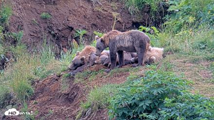 Kodiak Alaska Brown Bears Live Webcam - Aug 9, 2026, 5:56pm AKDT