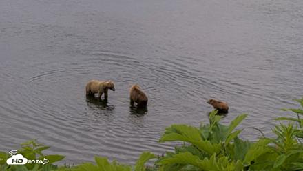 Kodiak Alaska Brown Bears Live Webcam - Jul 12, 2026, 2:03pm AKDT