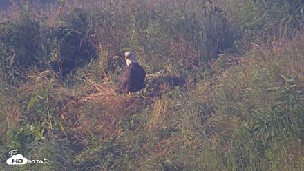 Kodiak Alaska Brown Bears Live Webcam - Jul 31, 2026, 8:02am AKDT