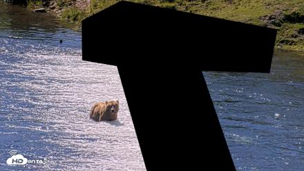 Kodiak Alaska Brown Bears Live Webcam - Jul 26, 2026, 12:38pm AKDT