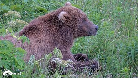 Kodiak Alaska Brown Bears Live Webcam - Jul 27, 2026, 8:47pm AKDT