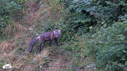 Kodiak Alaska Brown Bears Live Webcam - Aug 15, 2026, 7:09am AKDT
