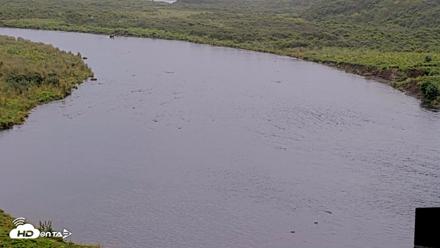 Kodiak Alaska Brown Bears Live Webcam - Aug 22, 2026, 6:12pm AKDT
