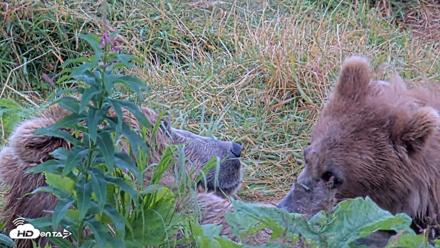 Kodiak Alaska Brown Bears Live Webcam - Aug 13, 2026, 11:21am AKDT