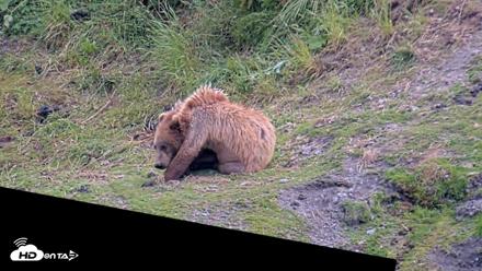 Kodiak Alaska Brown Bears Live Webcam - Jul 25, 2026, 5:56pm AKDT
