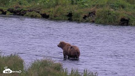 Kodiak Alaska Brown Bears Live Webcam - Aug 3, 2026, 6:32am AKDT