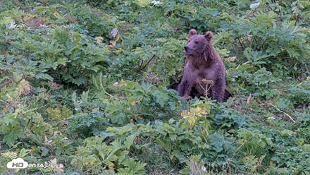 Kodiak Alaska Brown Bears Live Webcam - Aug 19, 2026, 6:02pm AKDT