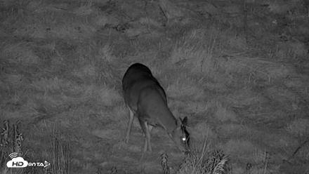 Kodiak Alaska Brown Bears Live Webcam - Oct 13, 2026, 9:58pm AKDT