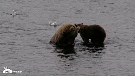 Kodiak Alaska Brown Bears Live Webcam - Aug 18, 2026, 7:30am AKDT
