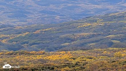 Kodiak Alaska Brown Bears Live Webcam - Oct 8, 2026, 12:15pm AKDT