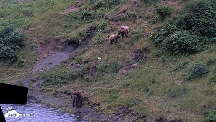 Kodiak Alaska Brown Bears Live Webcam - Aug 3, 2026, 10:17pm AKDT