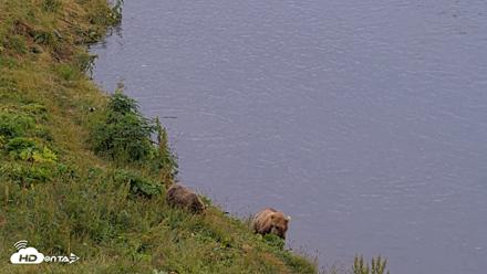 Kodiak Alaska Brown Bears Live Webcam - Aug 10, 2026, 7:59pm AKDT
