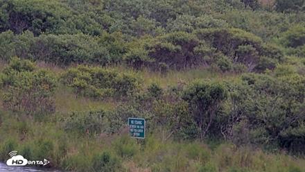 Kodiak Alaska Brown Bears Live Webcam - Aug 5, 2026, 1:18pm AKDT