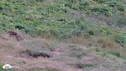 Kodiak Alaska Brown Bears Live Webcam - Aug 9, 2026, 3:52pm AKDT