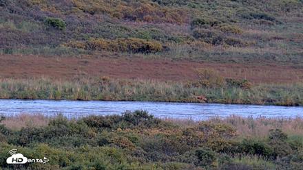 Kodiak Alaska Brown Bears Live Webcam - Sep 16, 2026, 8:09pm AKDT
