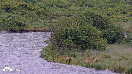 Kodiak Alaska Brown Bears Live Webcam - Jul 28, 2026, 7:52am AKDT